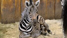 zebra Chapmanova mládě1